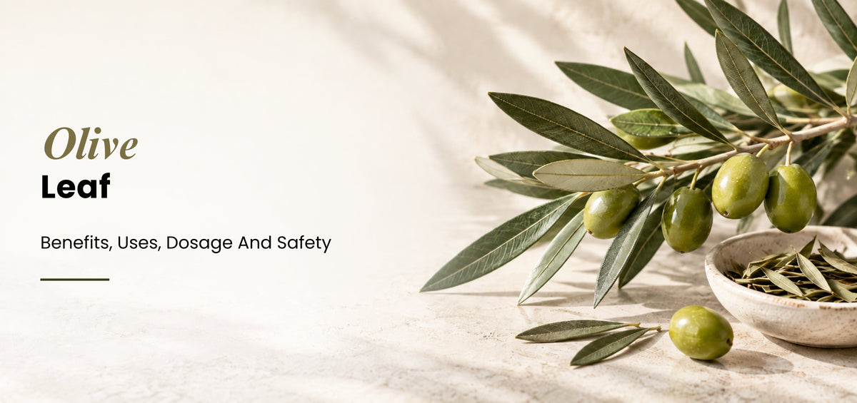 Olive Leaf: Benefits, Uses, Dosage and Safety